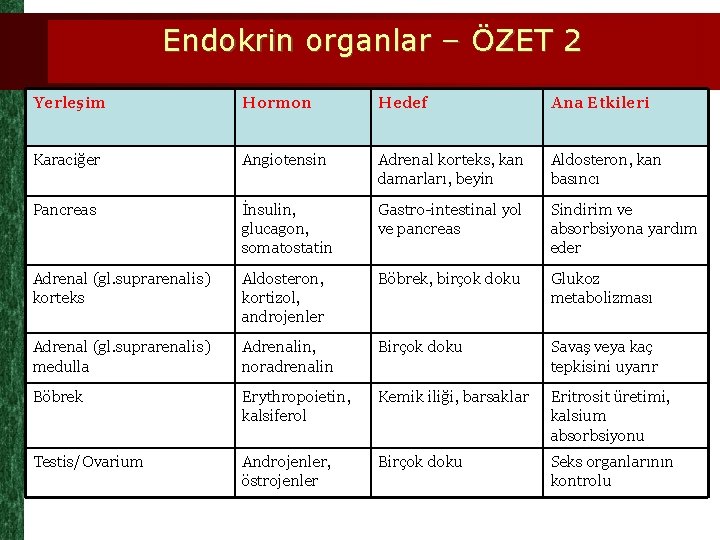 Endokrin organlar – ÖZET 2 Yerleşim Hormon Hedef Ana Etkileri Karaciğer Angiotensin Adrenal korteks,