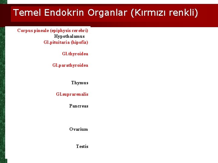 Temel Endokrin Organlar (Kırmızı renkli) Corpus pineale (epiphysis cerebri) Hypothalamus Gl. pituitaria (hipofiz) Gl.