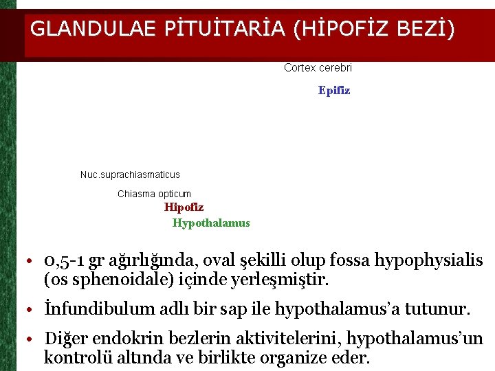 GLANDULAE PİTUİTARİA (HİPOFİZ BEZİ) Cortex cerebri Epifiz Nuc. suprachiasmaticus Chiasma opticum Hipofiz Hypothalamus •