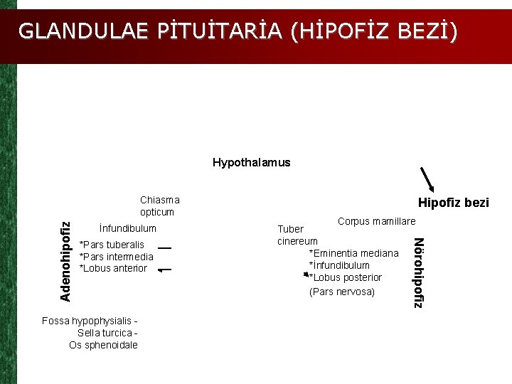 GLANDULAE PİTUİTARİA (HİPOFİZ BEZİ) Hypothalamus İnfundibulum *Pars tuberalis *Pars intermedia *Lobus anterior Hipofiz bezi