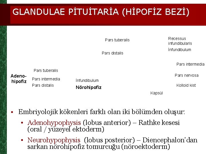 GLANDULAE PİTUİTARİA (HİPOFİZ BEZİ) Recessus infundibularis Pars tuberalis İnfundibulum Pars distalis Pars intermedia Pars