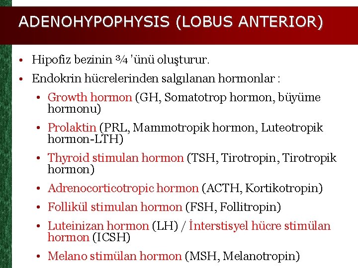 ADENOHYPOPHYSIS (LOBUS ANTERIOR) • Hipofiz bezinin ¾ ’ünü oluşturur. • Endokrin hücrelerinden salgılanan hormonlar