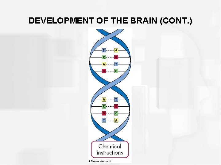 DEVELOPMENT OF THE BRAIN (CONT. ) 