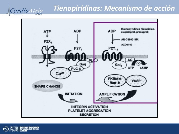 Tienopiridinas: Mecanismo de acción 