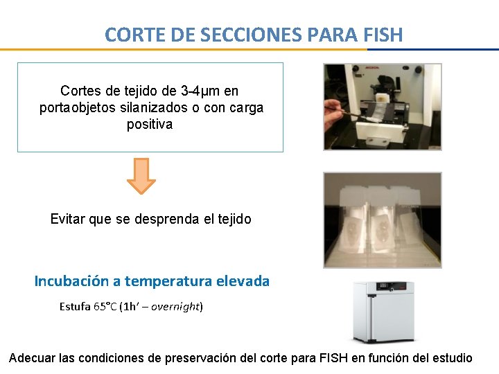 CORTE DE SECCIONES PARA FISH Cortes de tejido de 3 -4µm en portaobjetos silanizados