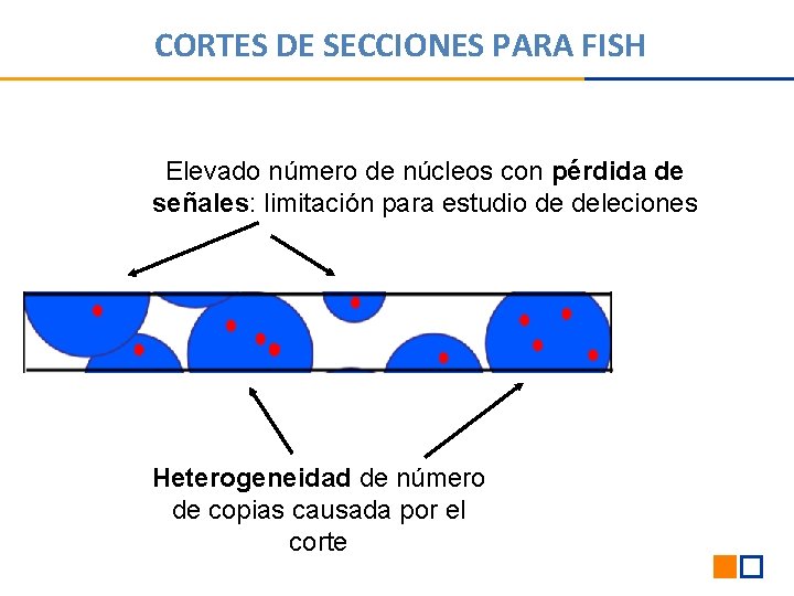 CORTES DE SECCIONES PARA FISH Elevado número de núcleos con pérdida de señales: limitación