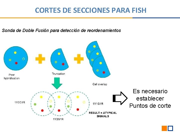 CORTES DE SECCIONES PARA FISH Sonda de Doble Fusión para detección de reordenamientos Es