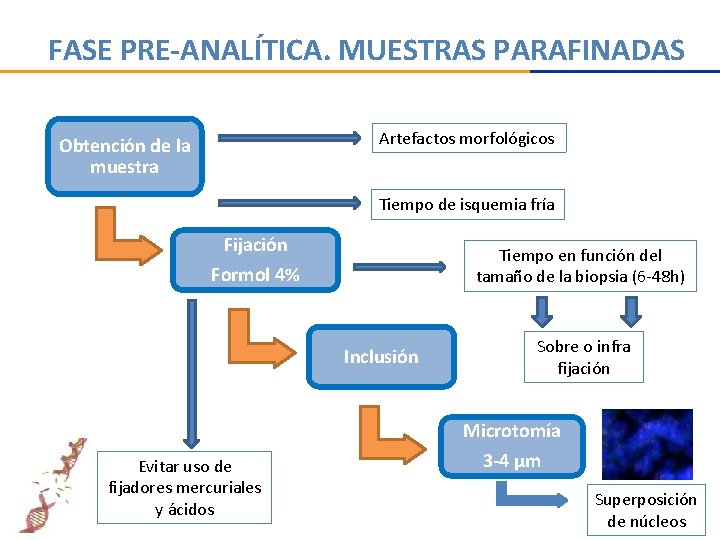 FASE PRE-ANALÍTICA. MUESTRAS PARAFINADAS Artefactos morfológicos Obtención de la muestra Tiempo de isquemia fría