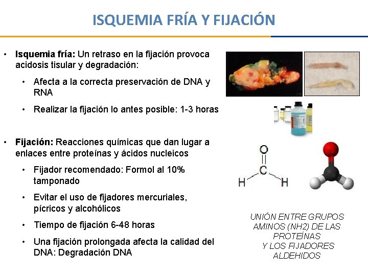 ISQUEMIA FRÍA Y FIJACIÓN • Isquemia fría: Un retraso en la fijación provoca acidosis