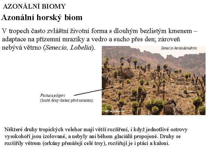 AZONÁLNÍ BIOMY Azonální horský biom V tropech často zvláštní životní forma s dlouhým bezlistým AZONÁLNÍ BIOMY Azonální horský biom V tropech často zvláštní životní forma s dlouhým bezlistým