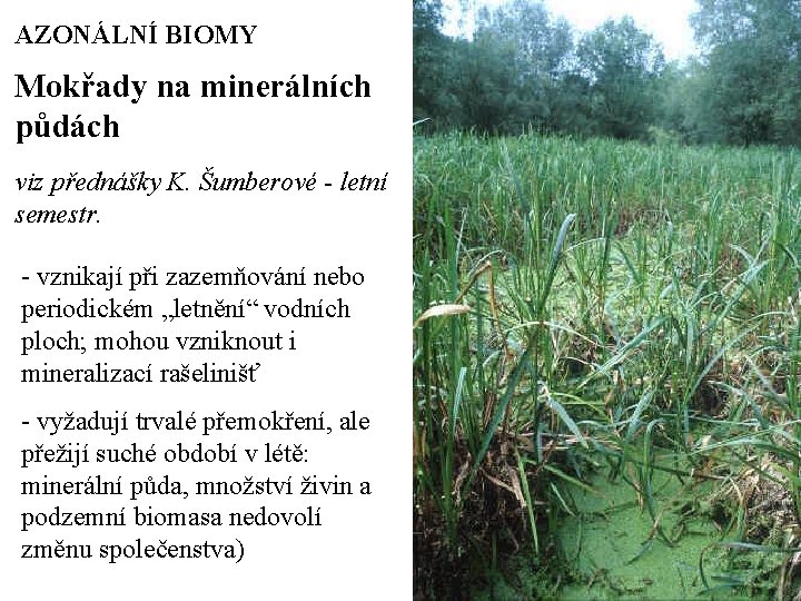 AZONÁLNÍ BIOMY Mokřady na minerálních půdách viz přednášky K. Šumberové - letní semestr. -