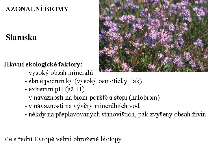 AZONÁLNÍ BIOMY Slaniska Hlavní ekologické faktory: - vysoký obsah minerálů - slané podmínky (vysoký