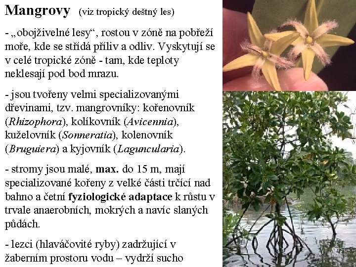 Mangrovy (viz tropický deštný les) - „obojživelné lesy“, rostou v zóně na pobřeží moře,