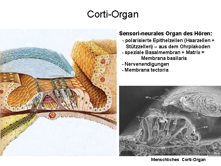 Corti-Organ Sensori-neurales Organ des Hören: - polarisierte Epithelzellen (Haarzellen + Stützzellen) – aus dem