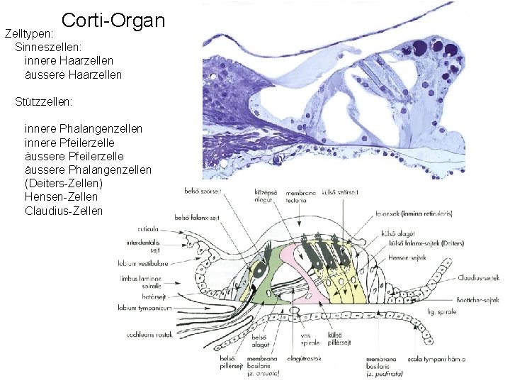 Corti-Organ Zelltypen: Sinneszellen: innere Haarzellen äussere Haarzellen Stützzellen: innere Phalangenzellen innere Pfeilerzelle äussere Phalangenzellen