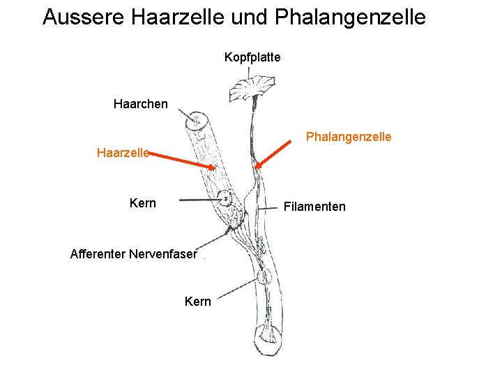 Aussere Haarzelle und Phalangenzelle Kopfplatte Haarchen Phalangenzelle Haarzelle Kern Filamenten Afferenter Nervenfaser Kern 