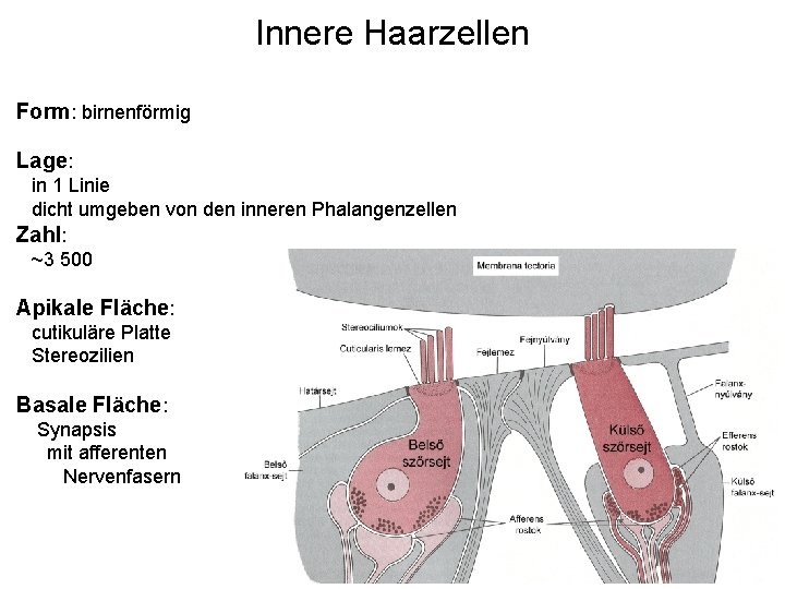 Innere Haarzellen Form: birnenförmig Lage: in 1 Linie dicht umgeben von den inneren Phalangenzellen