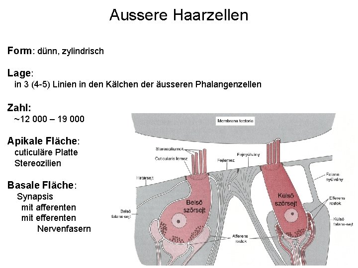 Aussere Haarzellen Form: dünn, zylindrisch Lage: in 3 (4 -5) Linien in den Kälchen