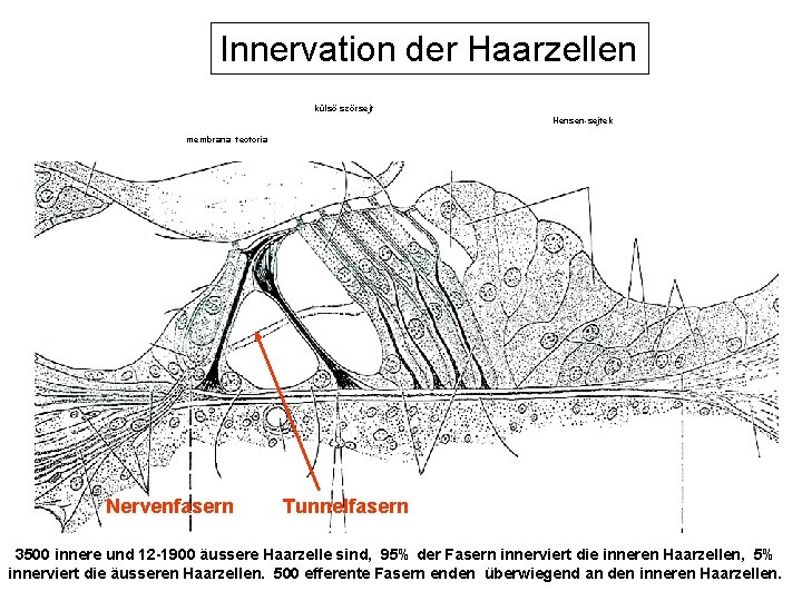 Innervation der Haarzellen külső szőrsejt Hensen-sejtek membrana tectoria Claudius-sejtek Boettcher-sejtek belső szőrsejt Held-sejt pillérsejtek