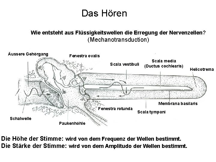 Das Hören Wie entsteht aus Flüssigkeitswellen die Erregung der Nervenzellen? (Mechanotransduction) Äussere Gehörgang Fenestra