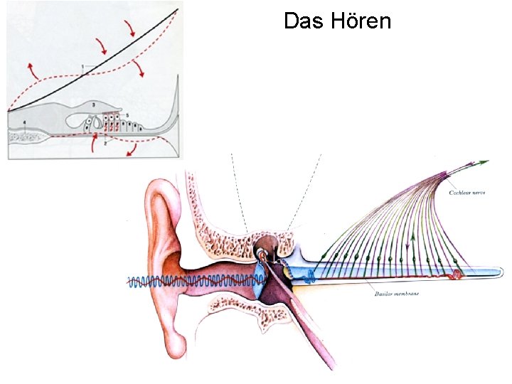 Das Hören 