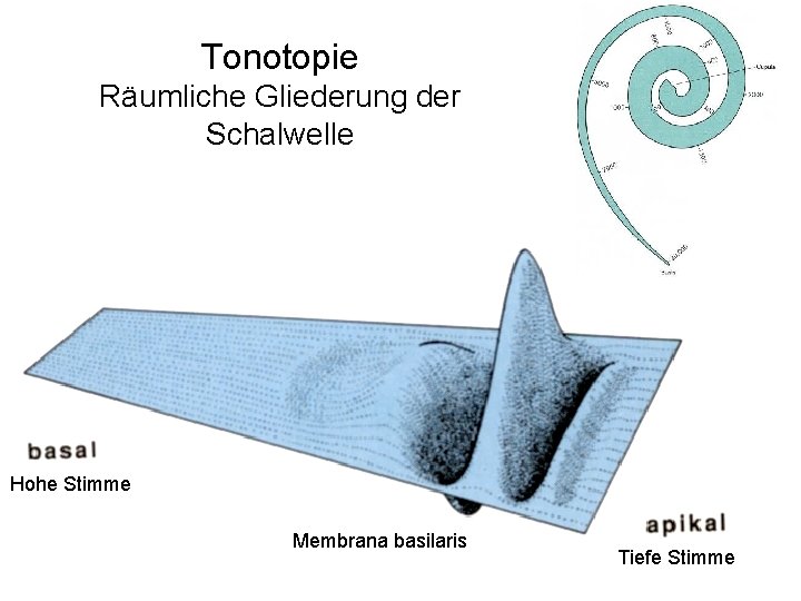 Tonotopie Räumliche Gliederung der Schalwelle Hohe Stimme Membrana basilaris Tiefe Stimme 