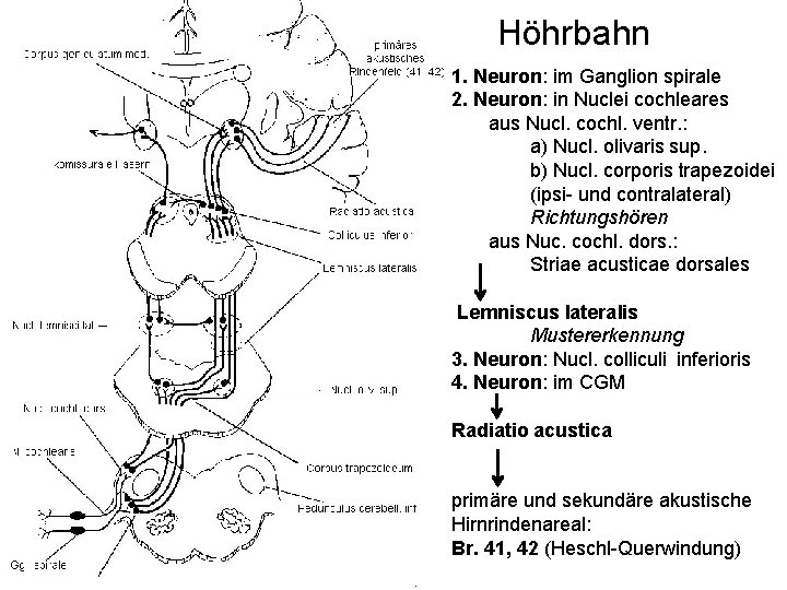 Höhrbahn 1. Neuron: im Ganglion spirale 2. Neuron: in Nuclei cochleares aus Nucl. cochl.