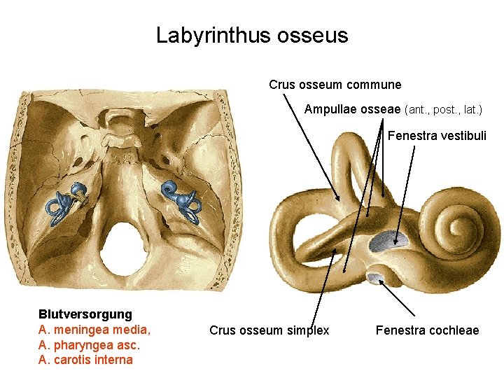 Labyrinthus osseus Crus osseum commune Ampullae osseae (ant. , post. , lat. ) Fenestra