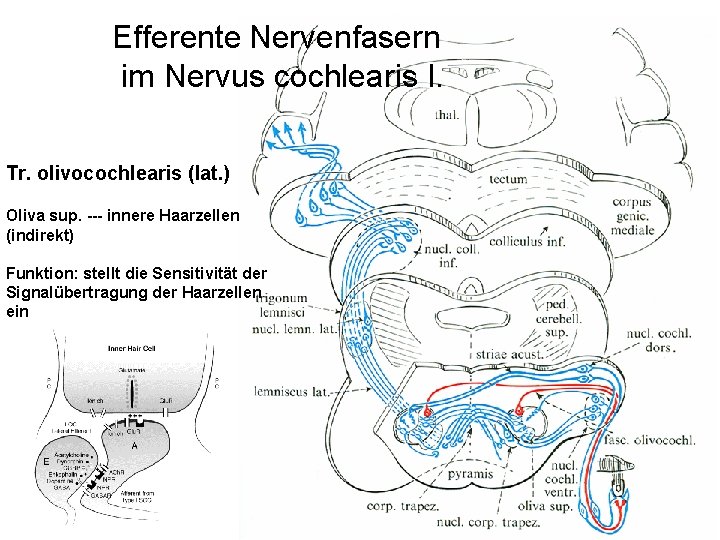 Efferente Nervenfasern im Nervus cochlearis I. Tr. olivocochlearis (lat. ) Oliva sup. --- innere