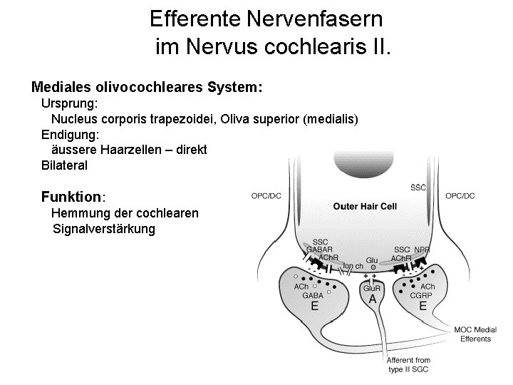 Efferente Nervenfasern im Nervus cochlearis II. Mediales olivocochleares System: Ursprung: Nucleus corporis trapezoidei, Oliva