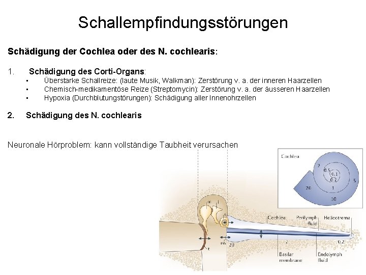 Schallempfindungsstörungen Schädigung der Cochlea oder des N. cochlearis: 1. Schädigung des Corti-Organs: • •