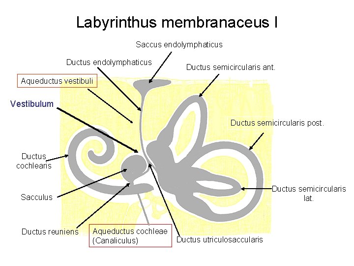 Labyrinthus membranaceus I Saccus endolymphaticus Ductus semicircularis ant. Aqueductus vestibuli Vestibulum Ductus semicircularis post.