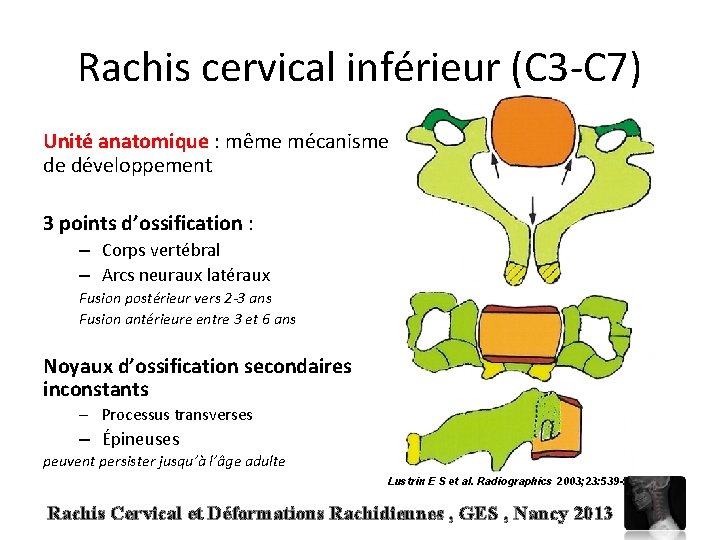 Rachis cervical inférieur (C 3 -C 7) Unité anatomique : même mécanisme de développement