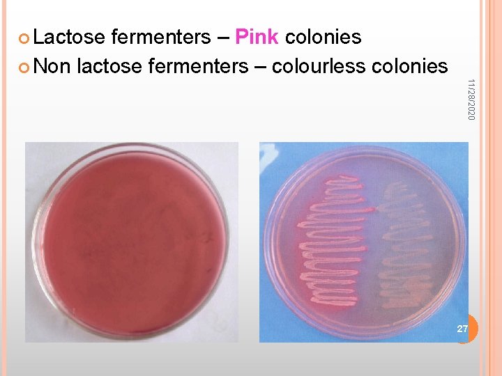 Lactose fermenters – Pink colonies Non lactose fermenters – colourless colonies 11/28/2020 27
