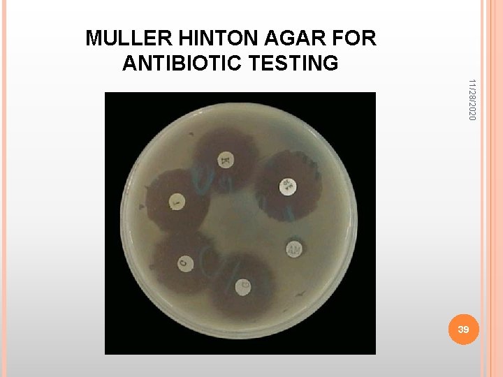 MULLER HINTON AGAR FOR ANTIBIOTIC TESTING 11/28/2020 39 