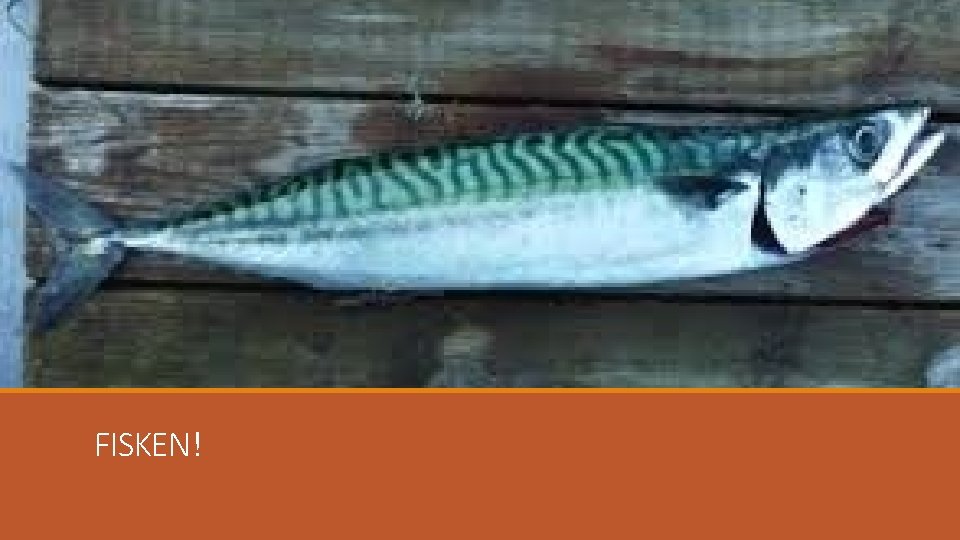 FISKEN! FISKEN!