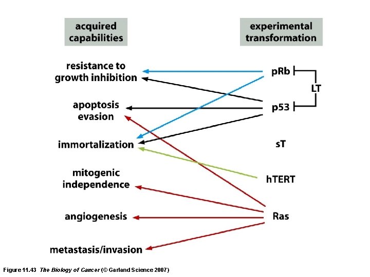 Figure 11. 43 The Biology of Cancer (© Garland Science 2007) 