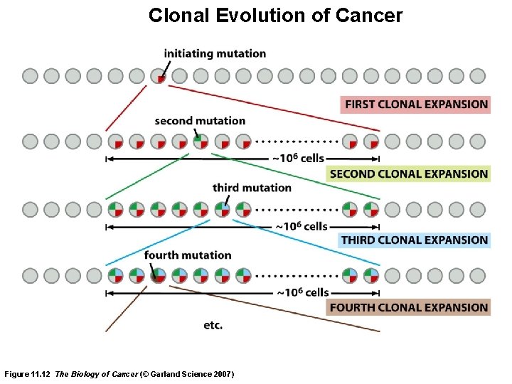 Clonal Evolution of Cancer Figure 11. 12 The Biology of Cancer (© Garland Science
