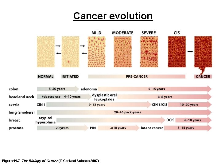 Cancer evolution Figure 11. 7 The Biology of Cancer (© Garland Science 2007) 