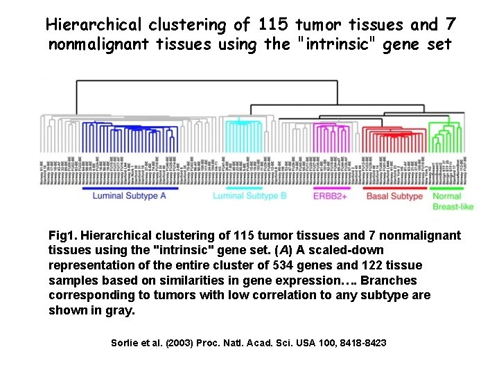 Hierarchical clustering of 115 tumor tissues and 7 nonmalignant tissues using the "intrinsic" gene