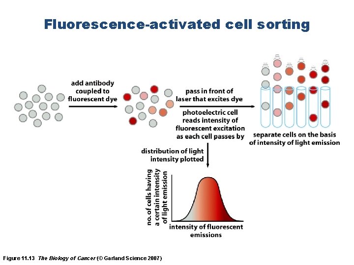 Fluorescence-activated cell sorting Figure 11. 13 The Biology of Cancer (© Garland Science 2007)
