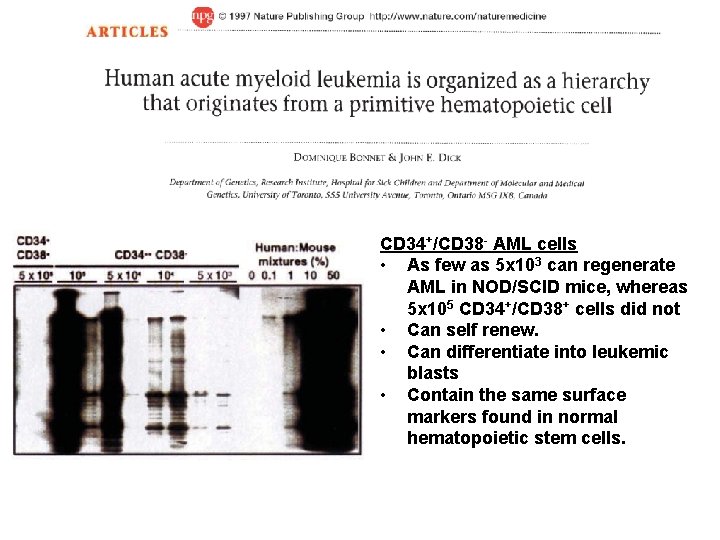 CD 34+/CD 38 - AML cells • As few as 5 x 103 can