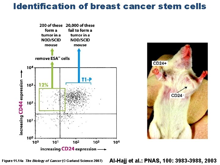 Identification of breast cancer stem cells Figure 11. 14 a The Biology of Cancer