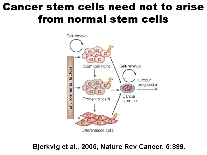 Cancer stem cells need not to arise from normal stem cells Bjerkvig et al.