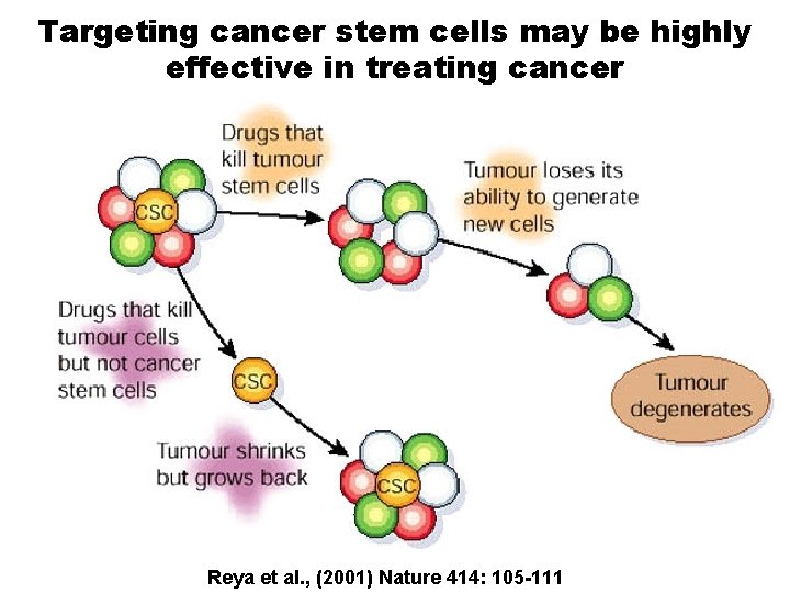 Targeting cancer stem cells may be highly effective in treating cancer Reya et al.