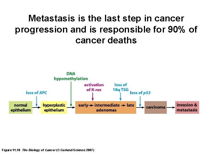 Metastasis is the last step in cancer progression and is responsible for 90% of