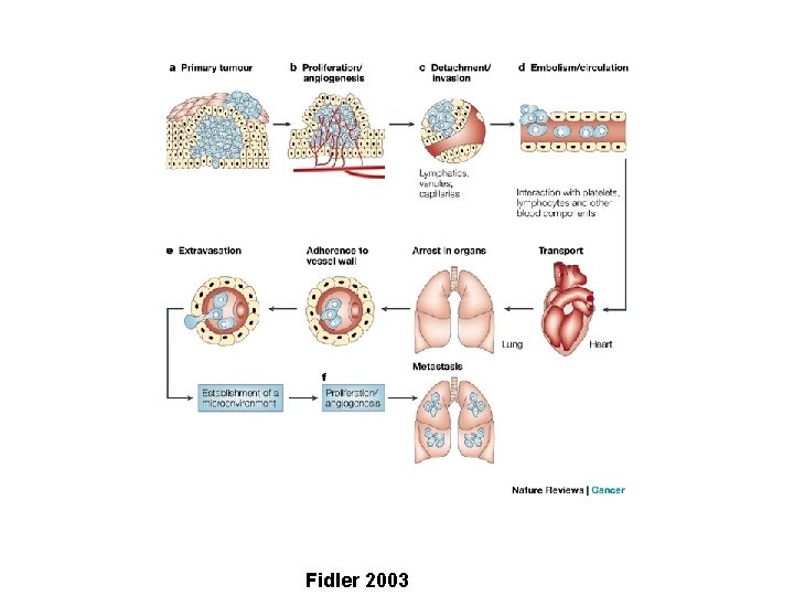 Fidler 2003 