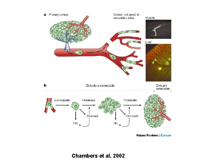 Chambers et al. 2002 