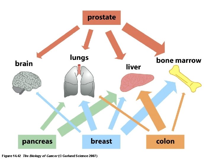 Figure 14. 42 The Biology of Cancer (© Garland Science 2007) 