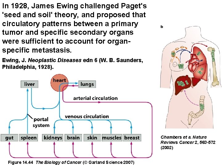 In 1928, James Ewing challenged Paget's 'seed and soil' theory, and proposed that circulatory